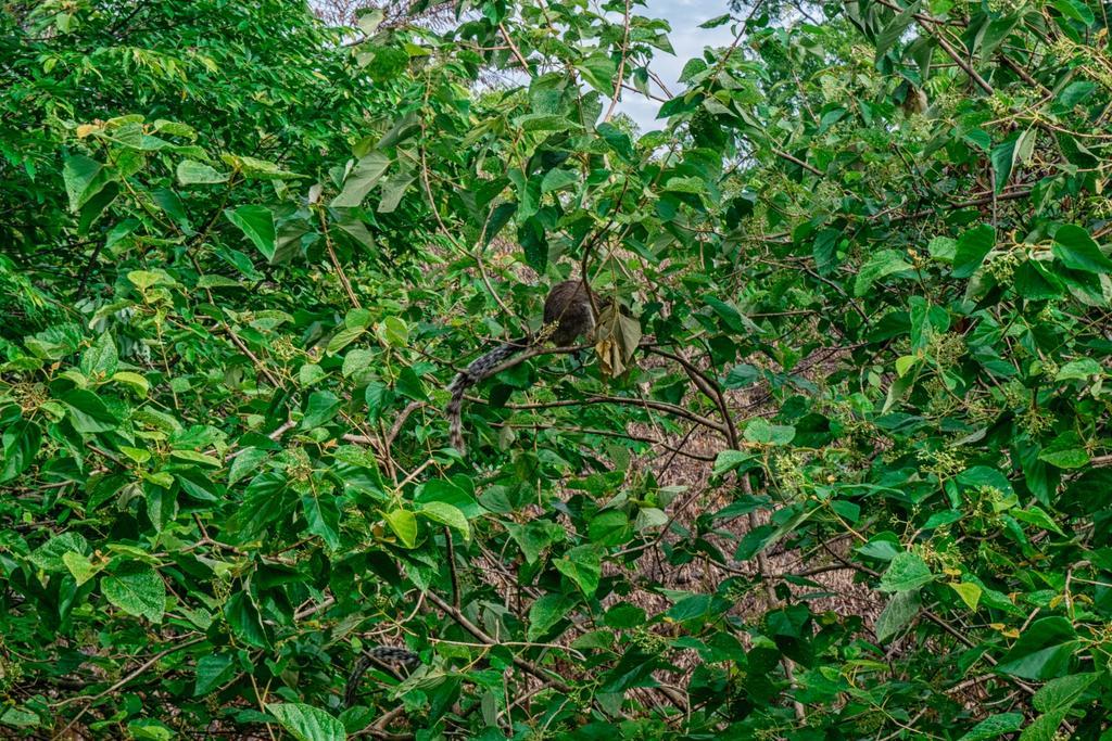 Wildescape Polonnaruwa Villa Buitenkant foto